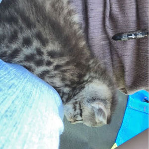 Meet your Posher, Morgan